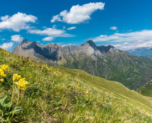 Italy, Tuscany. Flowers in the Apuan mountains near to Carrara
