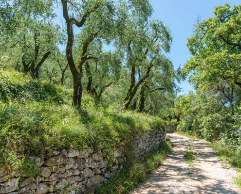 Italia, Veneto. Oliveti sul lago di Garda attraversati da un antico sentiero escursionistico.