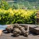 food experiences in Italy - black summer truffles