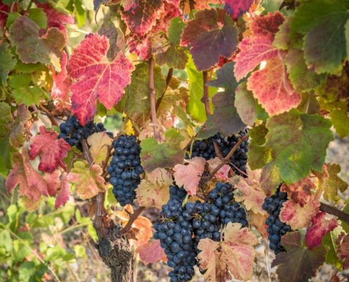 Wine growing Lunigiana- Italy