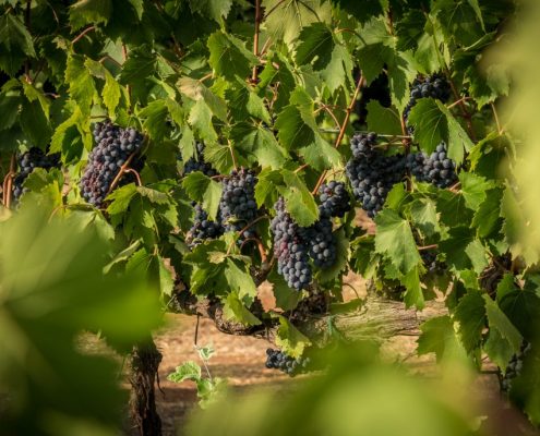 Grapes & Vineyards in Maremma- Tuscany-Italy