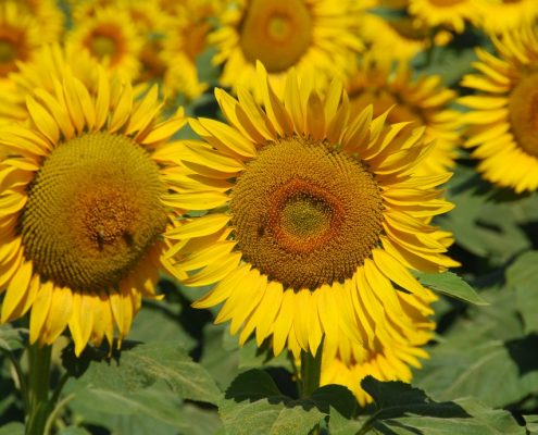 Sunflowers in Maremma - Tuscany - Italy