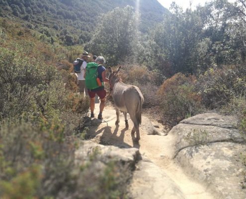 Hiking with donkey in Elba, Tuscany - Italy